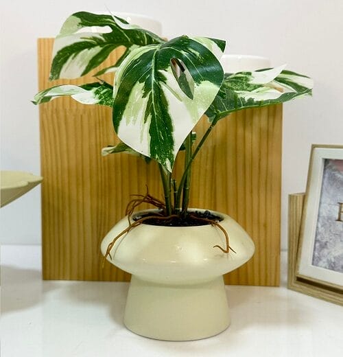 Artificial Plant MPH0072D